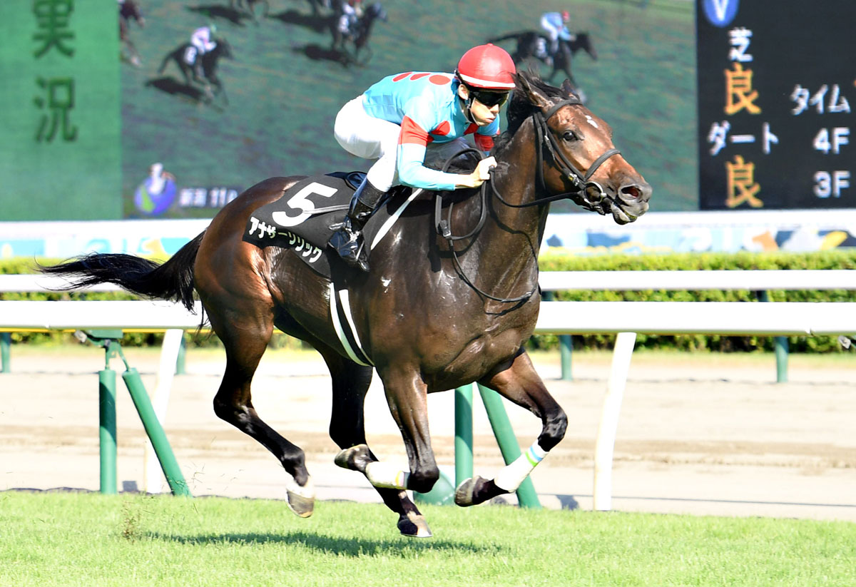 競馬好きの方必見！【非売品】ジェンティルドンナ ウェアー （競馬好き 
