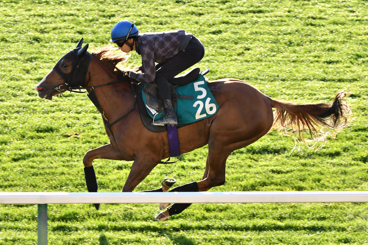 トップキャスト ダイワメジャー産駒らしいトップギアでのスピード 競馬ニュース 特集なら東スポ競馬