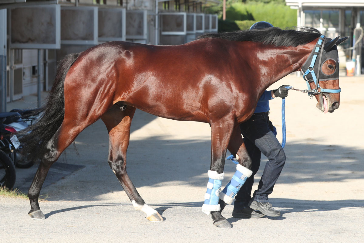 【注目新馬】池江師も将来性を評価　重賞馬の半弟サトノドルチェが日曜阪神マイルでデビュー