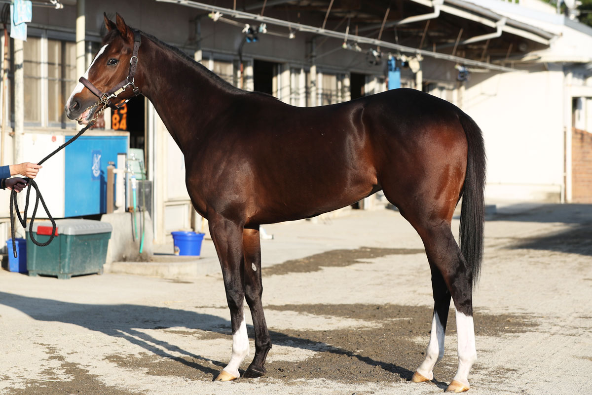 エリザベス女王杯 良血かパワーかキレ味か 実りを迎える 勝間南瓜 は 競馬ニュース 特集なら東スポ競馬