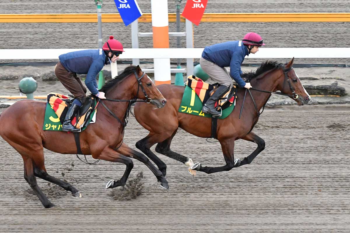 ジャパンＣ参戦の外国馬３頭　「日本適性」が高いのは？