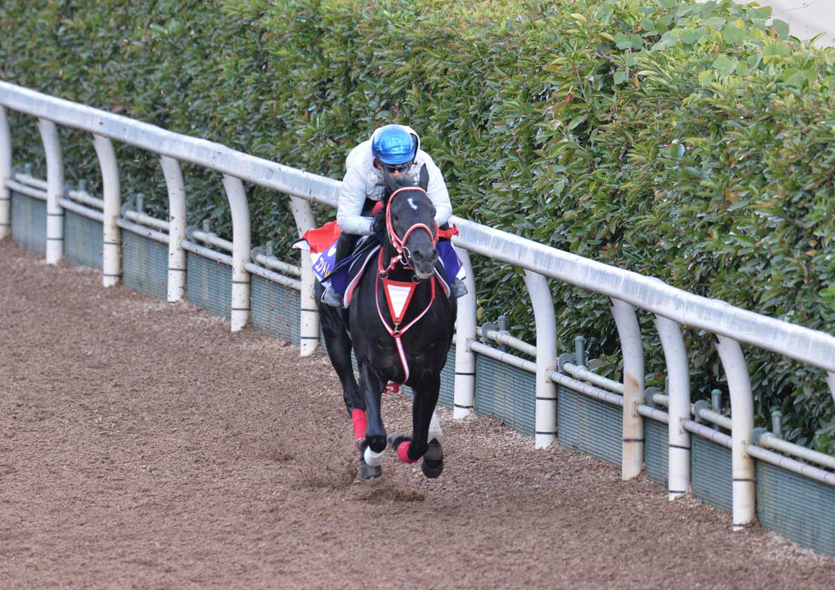 ジャパンｃ追い切り コントレイル 愛と感動 の最終リハ 坂路４ｆ５１ ０秒 しっかりと仕上げることができました 競馬ニュース 特集なら東スポ競馬