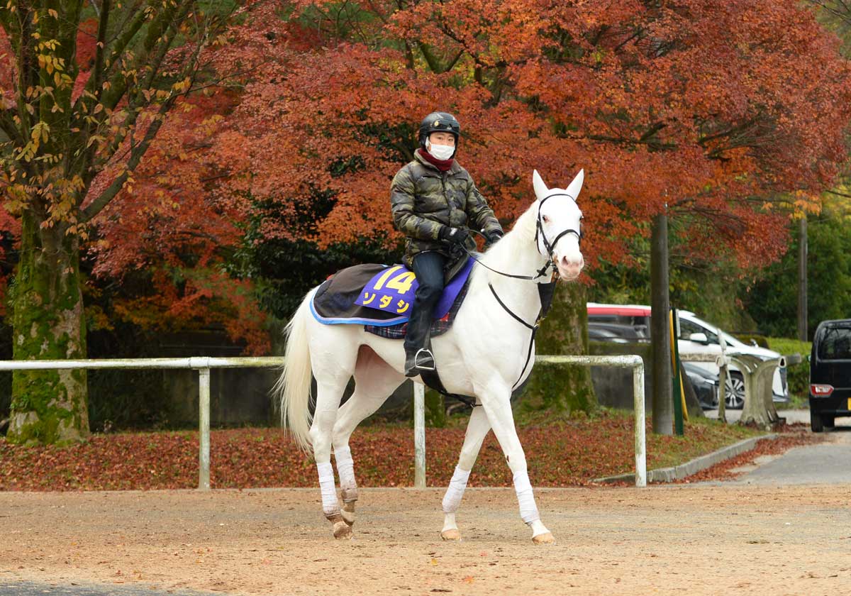 チャンピオンズｃ ソダシのダート挑戦は 驚くことじゃない 須貝師の頭にはドバイ挑戦も 競馬ニュース 特集なら東スポ競馬