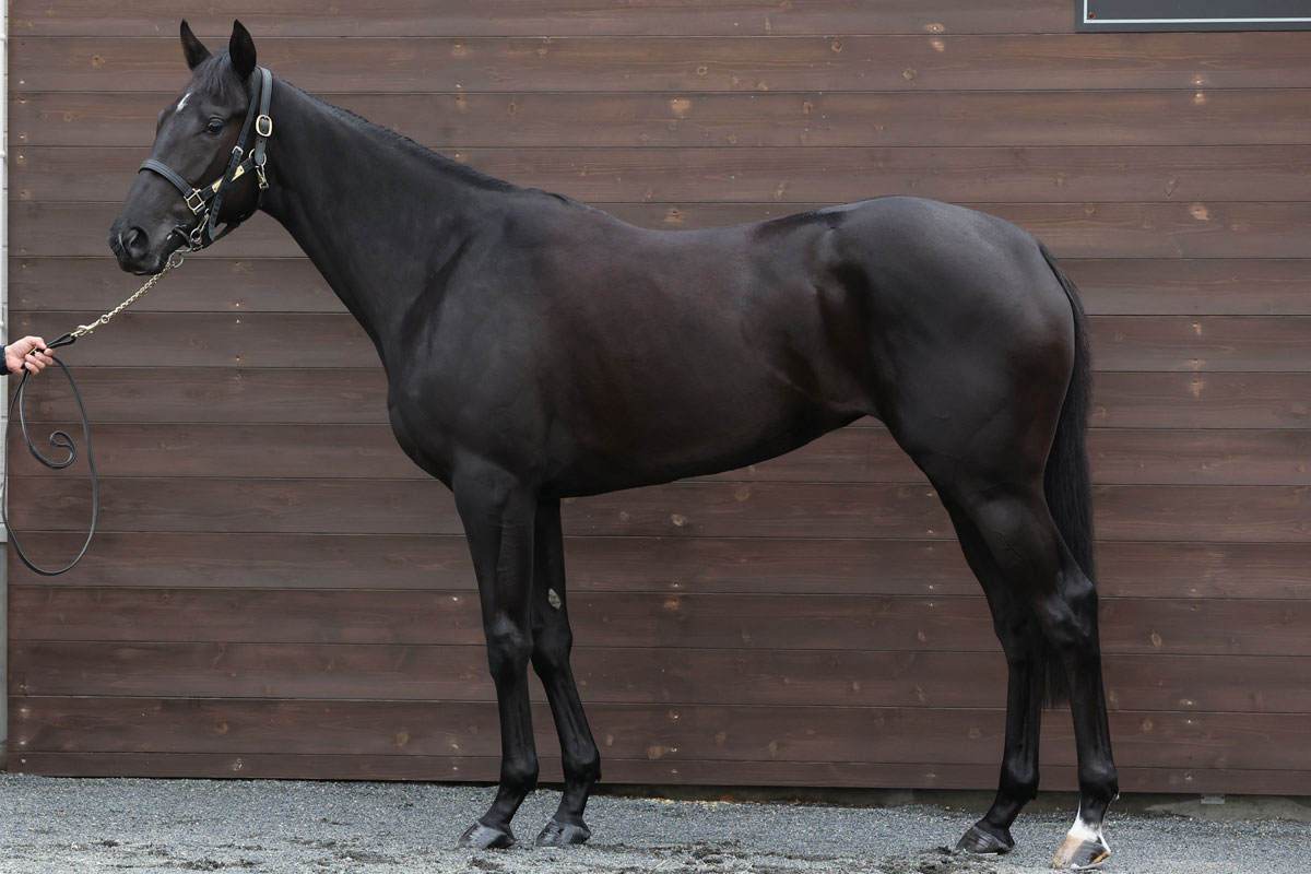 阪神ｊｆ 時代の最先端をいく馬体とは 中村均元調教師が有力馬をチェック 競馬ニュース 特集なら東スポ競馬