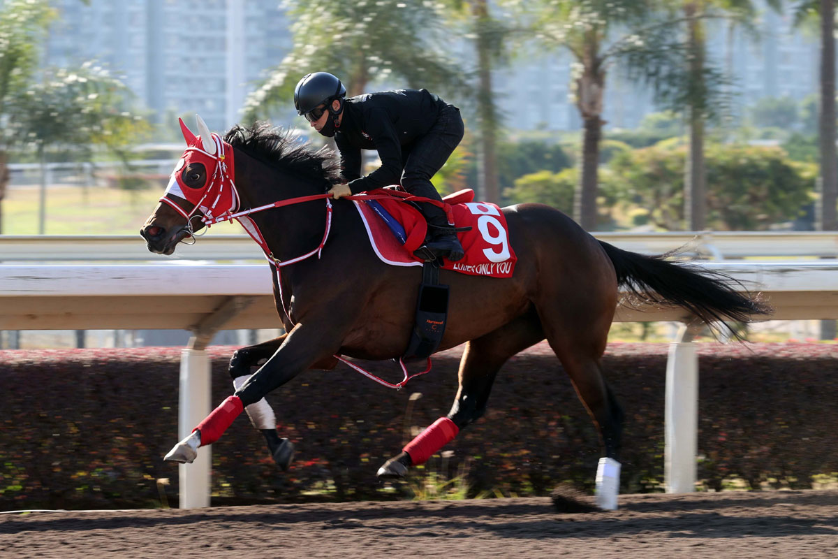 【香港国際競走】日本馬が最終追い切り　ラヴズオンリーユー「順調そのものです」　ピクシーナイト「いい動きを見せてくれました」