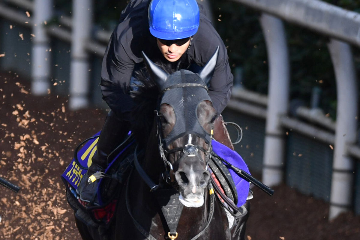 神戸新聞杯勝ち馬ステラヴェローチェがＭ・デムーロ鞍上で有馬記念へ　須貝師「相手は揃うがこの馬も力がある」