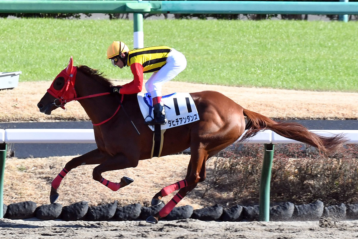 【ＰＯＧ情報】新馬戦大差勝ちのタヒチアンダンスは２月１３日の東京ダート１６００メートルへ