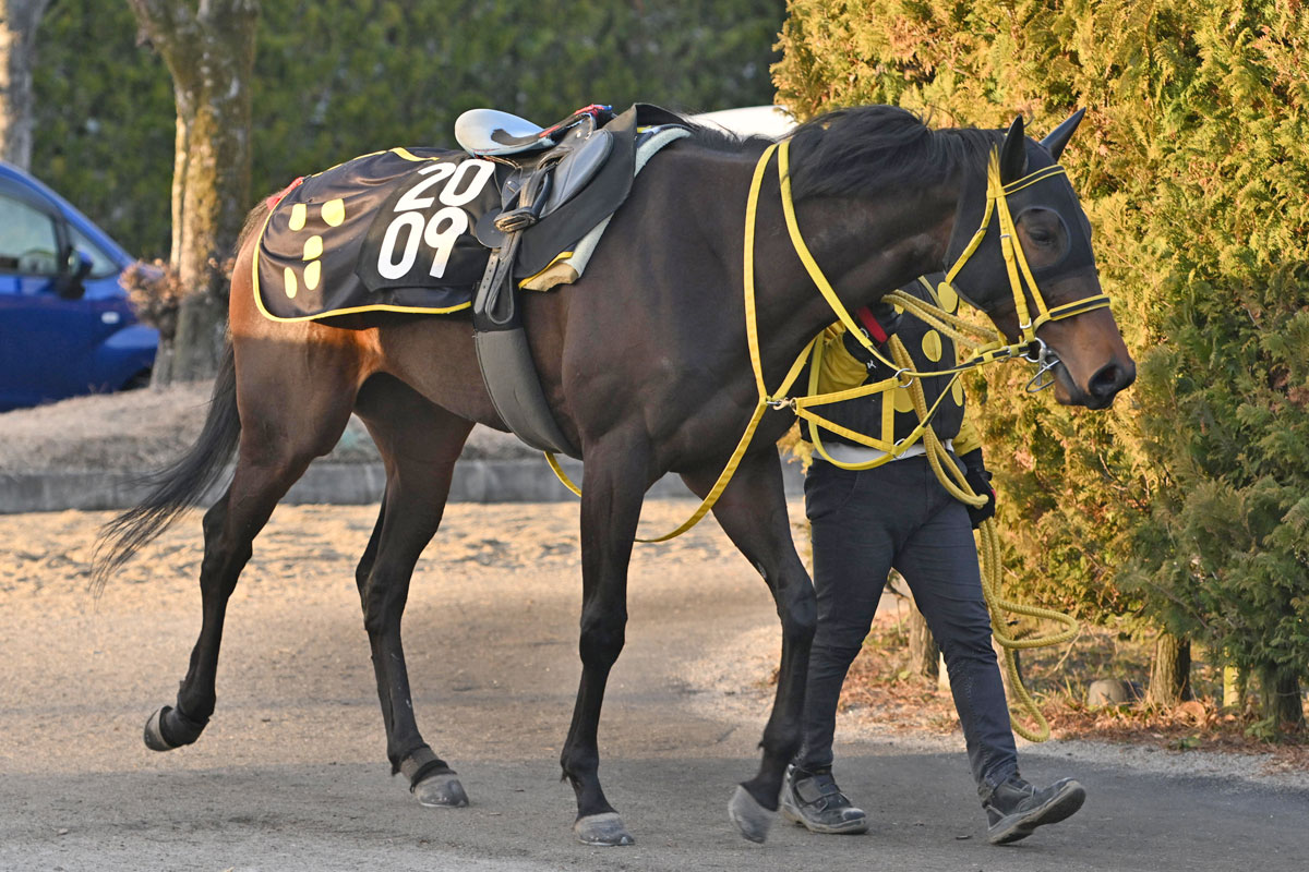 【注目新馬】ウッドでラスト１０秒台！　年明けの併せ馬で〝話題〟になったオマツサマが日曜中京でデビュー　