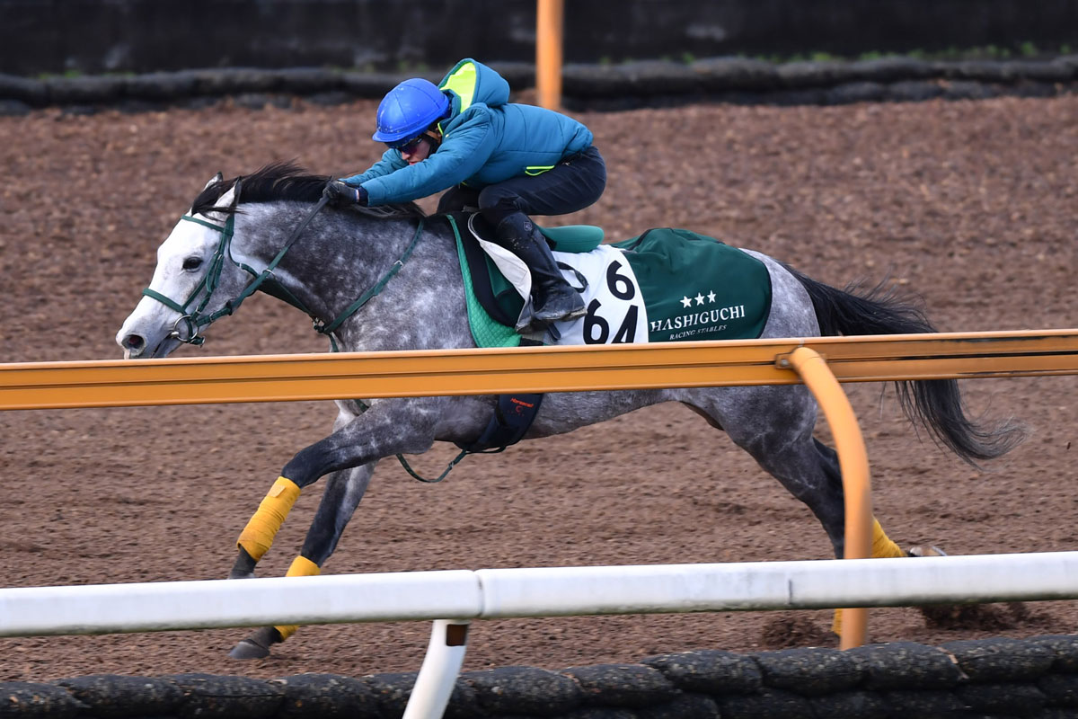 ダイヤモンドｓ 特急 芦毛のステイヤー ゴーストが意欲の参戦 橋口師 やはり距離は長いほうがいい 競馬ニュース 特集なら東スポ競馬