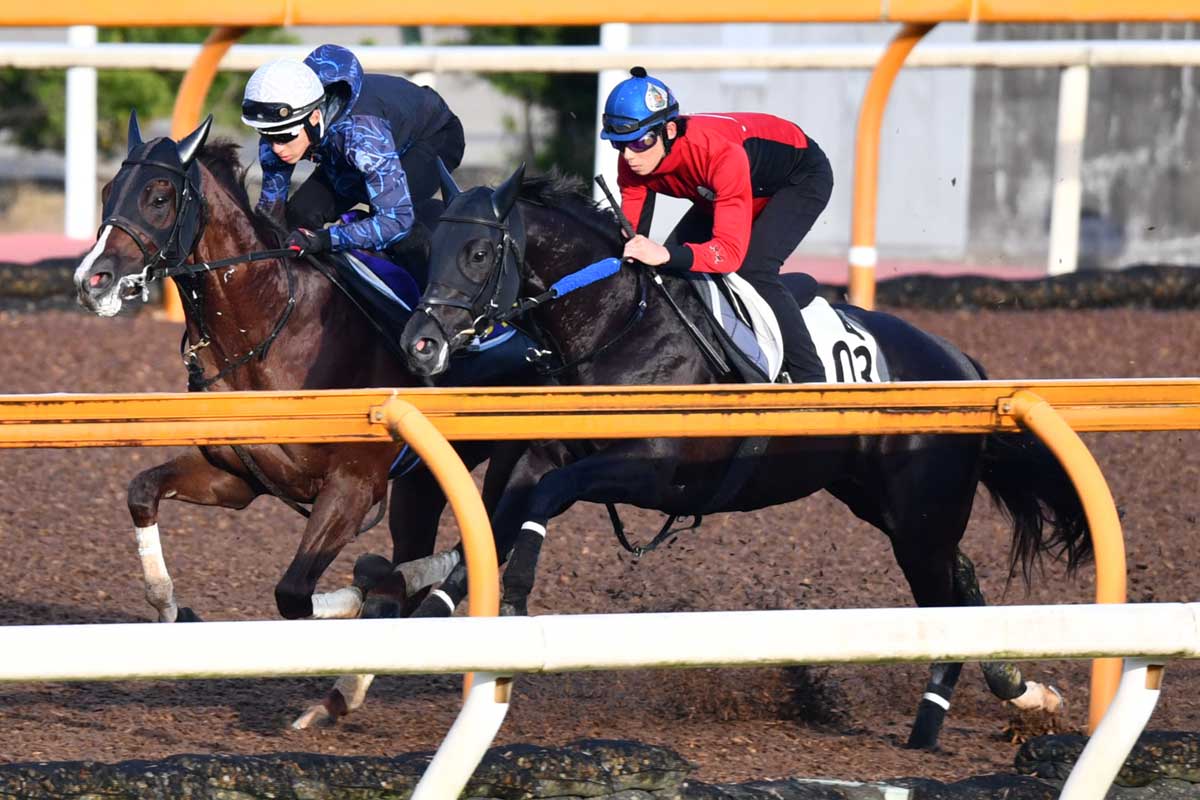 鳴尾記念 調教ズバッと採点 超久々ヴェルトライゼンデはどう見る 文句なしの時計キングオブドラゴン 競馬ニュース 特集なら東スポ競馬