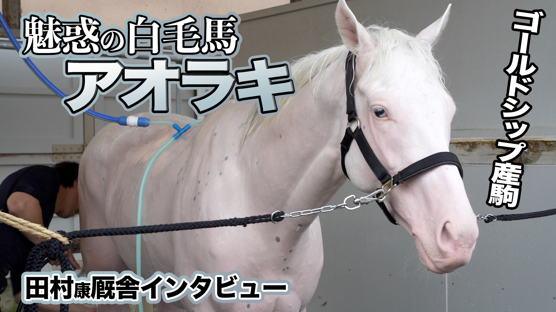 注目新馬・日曜函館】白毛のアイドル候補アオラキは上々の仕上がり