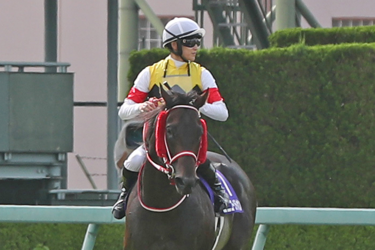 次走報 キングエルメスは予定通り仏ｇ モーリス ド ゲスト賞 ユニコーンライオンは札幌記念参戦へ 競馬ニュース 特集なら東スポ競馬