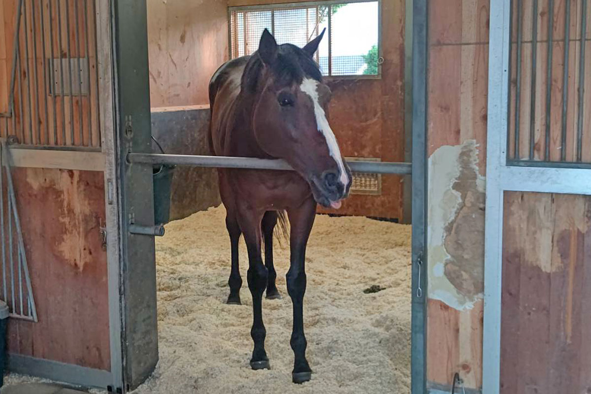 ステイフーリッシュが栗東に帰厩 いつもと変わりない感じ ドーヴィル大賞典はｃ デムーロ 凱旋門賞はルメールが騎乗予定 競馬ニュース 特集なら東スポ競馬