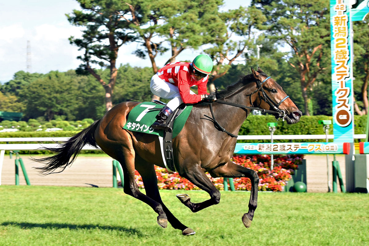 新潟2歳S】連闘Vキタウイングの将来は？ 新馬戦より遅い勝ち時計が