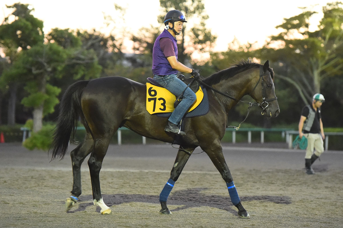今週の重賞注目馬 美浦編 虎石は何を思う キャプテン渡辺の 札幌記念払い戻し１００万円超え 競馬ニュース 特集なら東スポ競馬