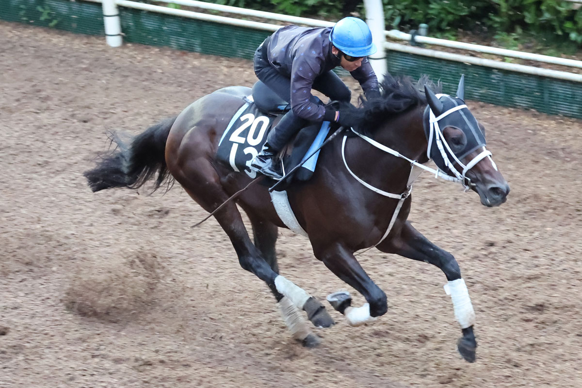 次走報】春2冠で連続4着のダノンベルーガは天皇賞・秋を目指して調整