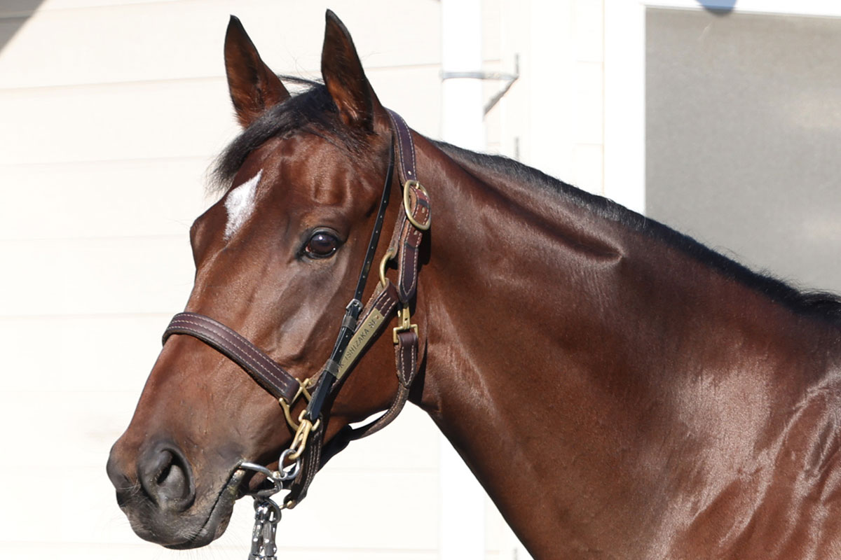 エリザベス女王杯 馬体診断 秋華賞上位馬よりよく見えたのは上昇中の５歳馬 中村均元調教師が馬体をジャッジ 競馬ニュース 特集なら東スポ競馬