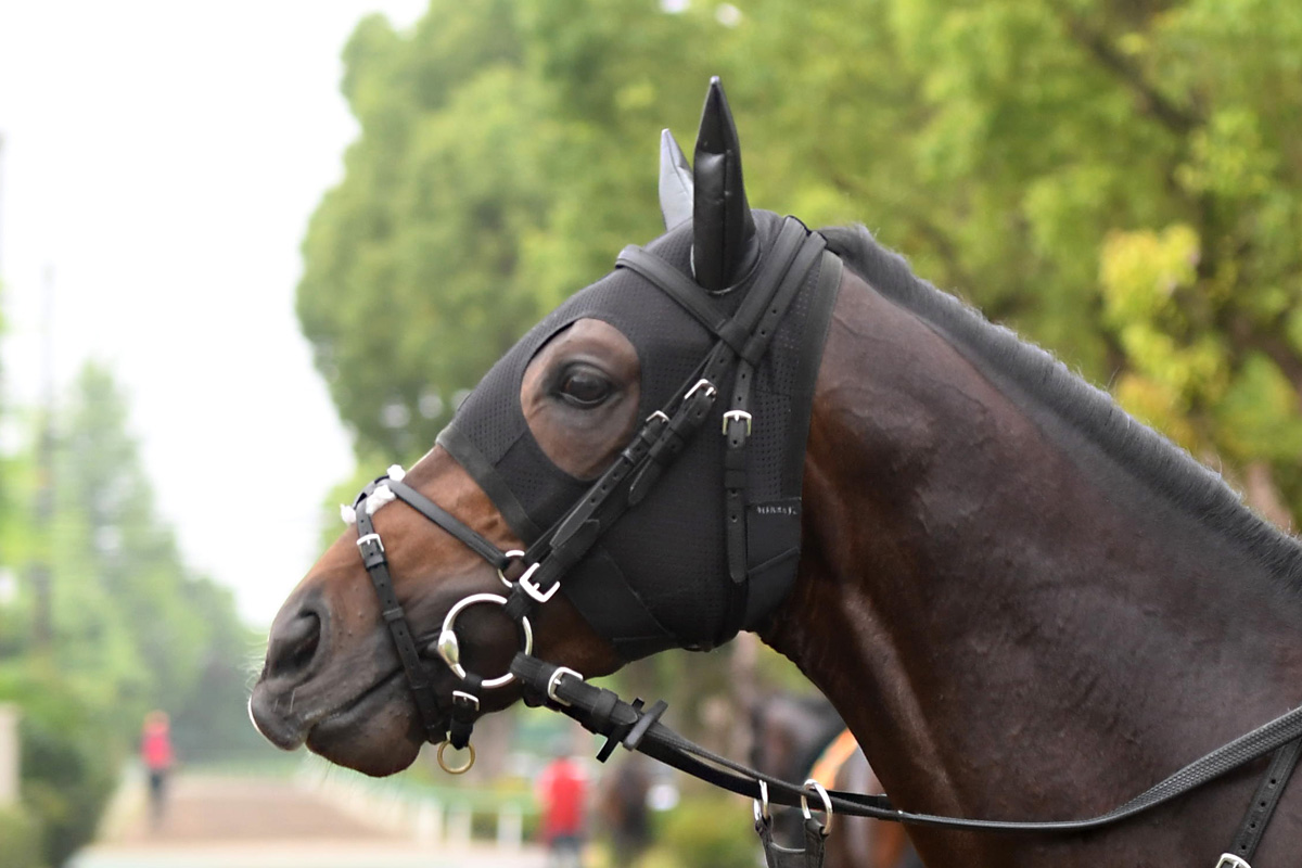 １９９９年有馬記念 出ていたのは ゴール板 の瞬間だけ スペシャルウィーク派でも推したいグラスワンダーの走り 競馬ニュース 特集なら東スポ競馬