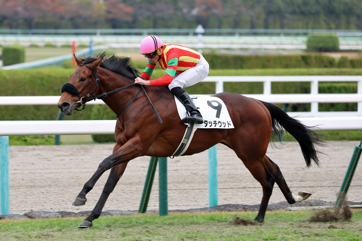タッチウッド 11 阪神4r 芝00 2歳新馬 競馬ファンのこえ