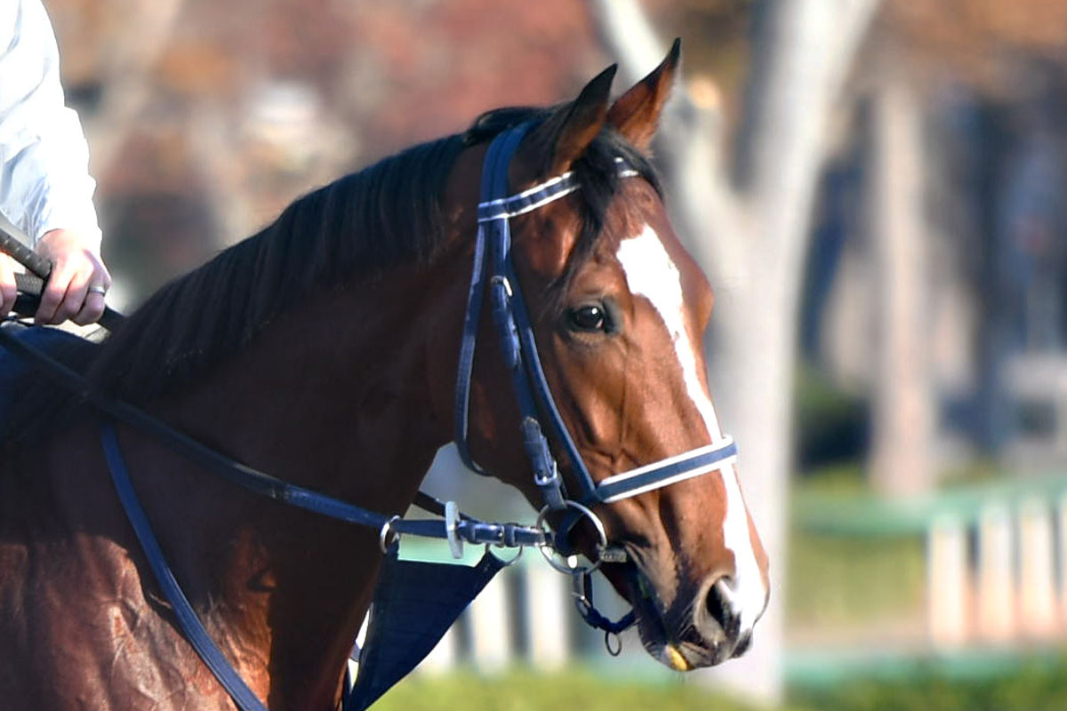 2000年ダービー馬アグネスフライト死す コンビを組んだ河内調教師