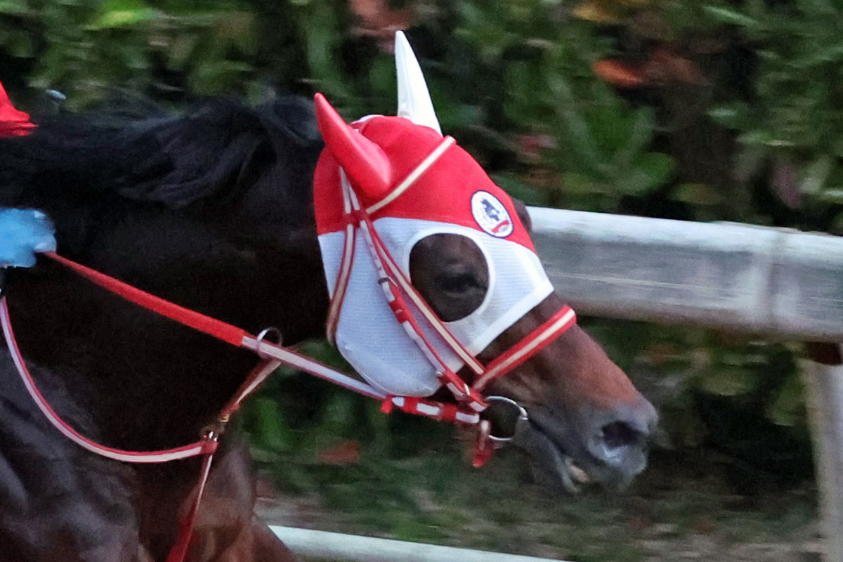 サウジカップ参戦のパンサラッサが帰厩後の初時計をマーク 「しっかり