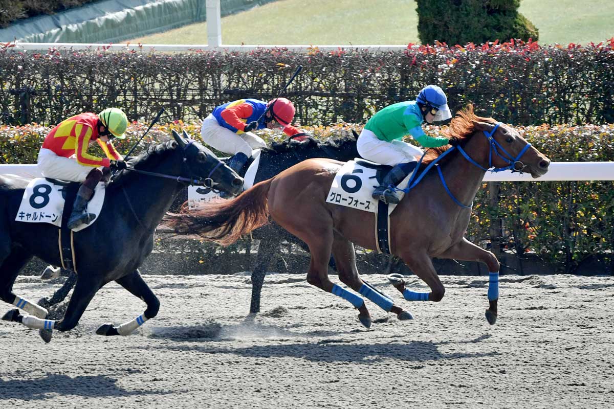 3歳新馬】単勝125倍の12番人気グローフォースがV 武藤「最後も