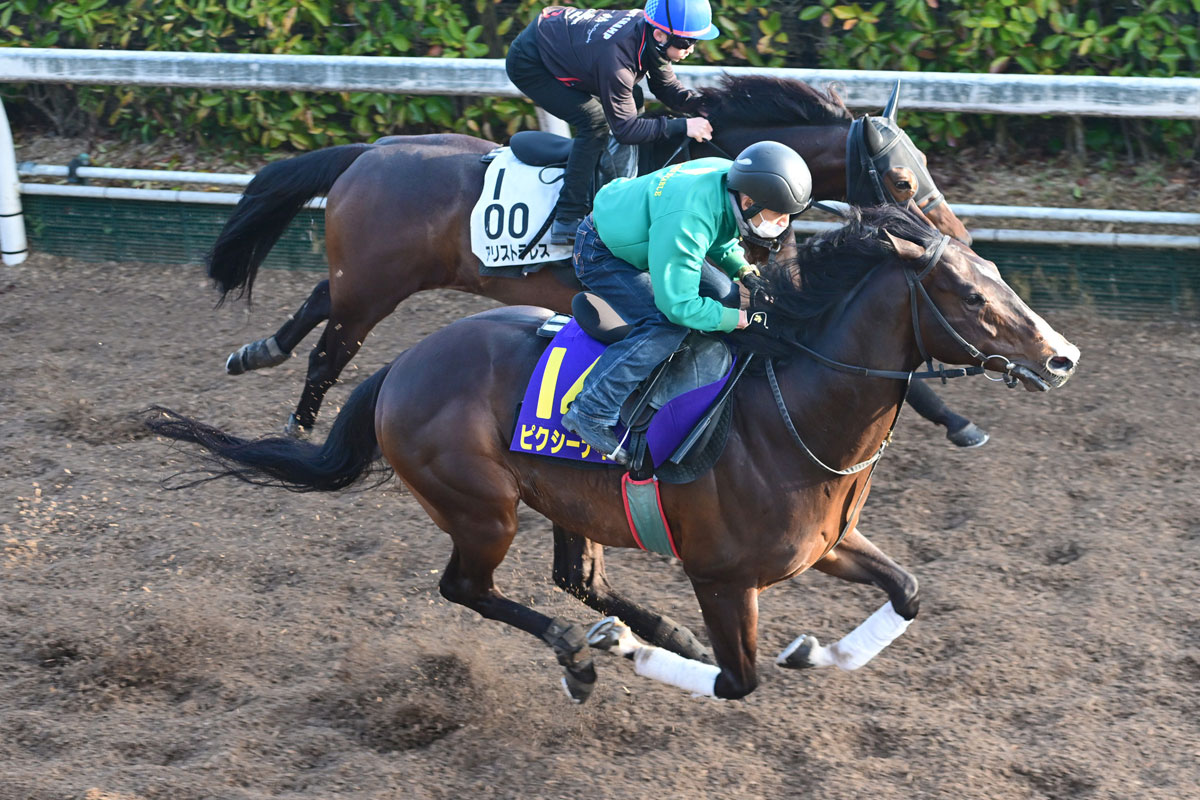 ピクシーナイト一覧 | 競馬ニュース・特集なら東スポ競馬
