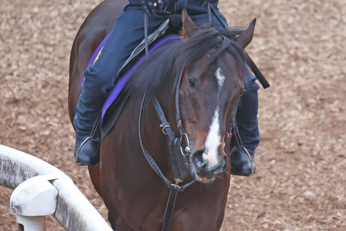 サイン入りゼッケン　競馬　ピクシーナイト母ピクシーホロウ　超レア 高松宮記念・調教後の馬体重】ピクシーナイトはプラス6キロの534