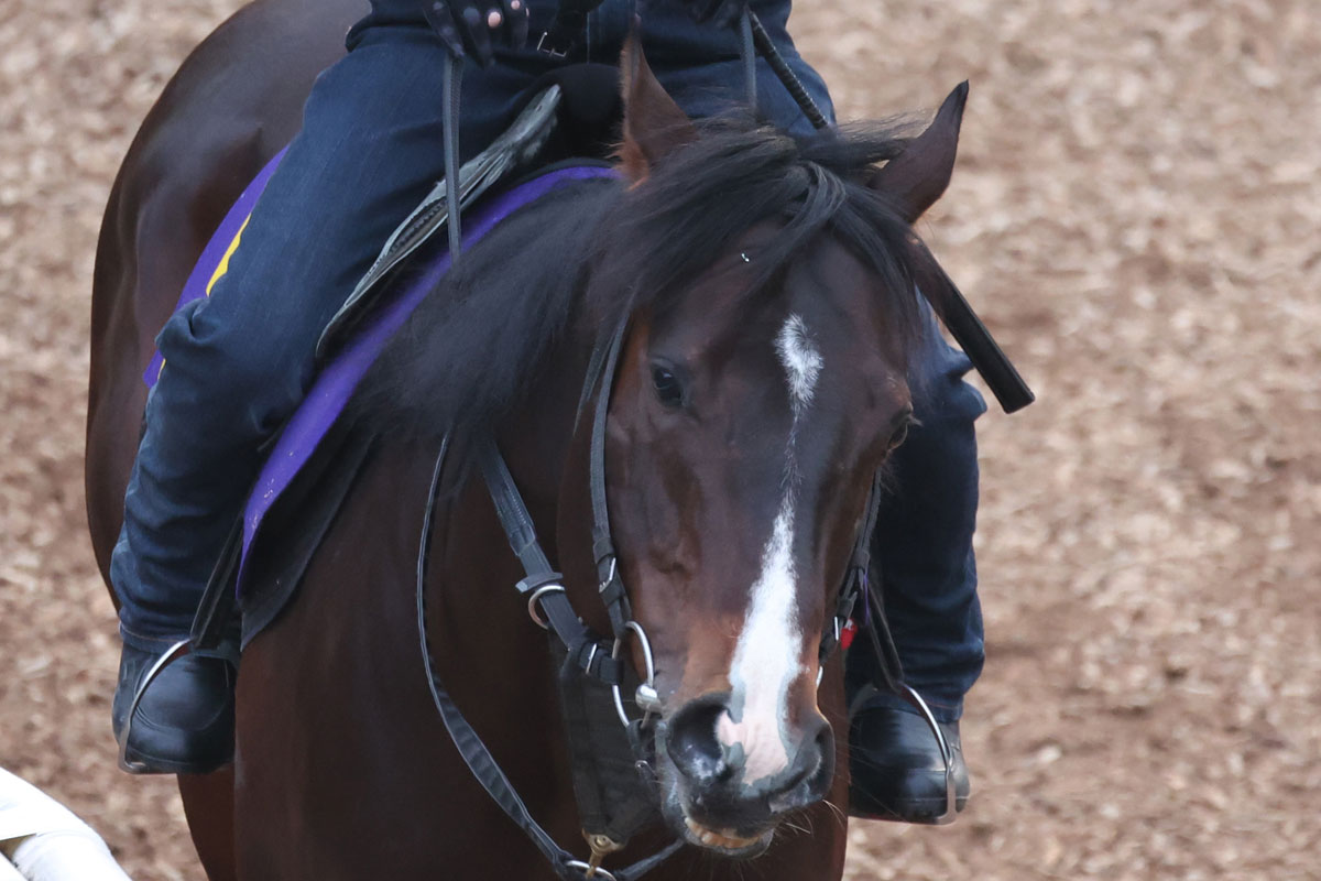 ピクシーナイト一覧 | 競馬ニュース・特集なら東スポ競馬