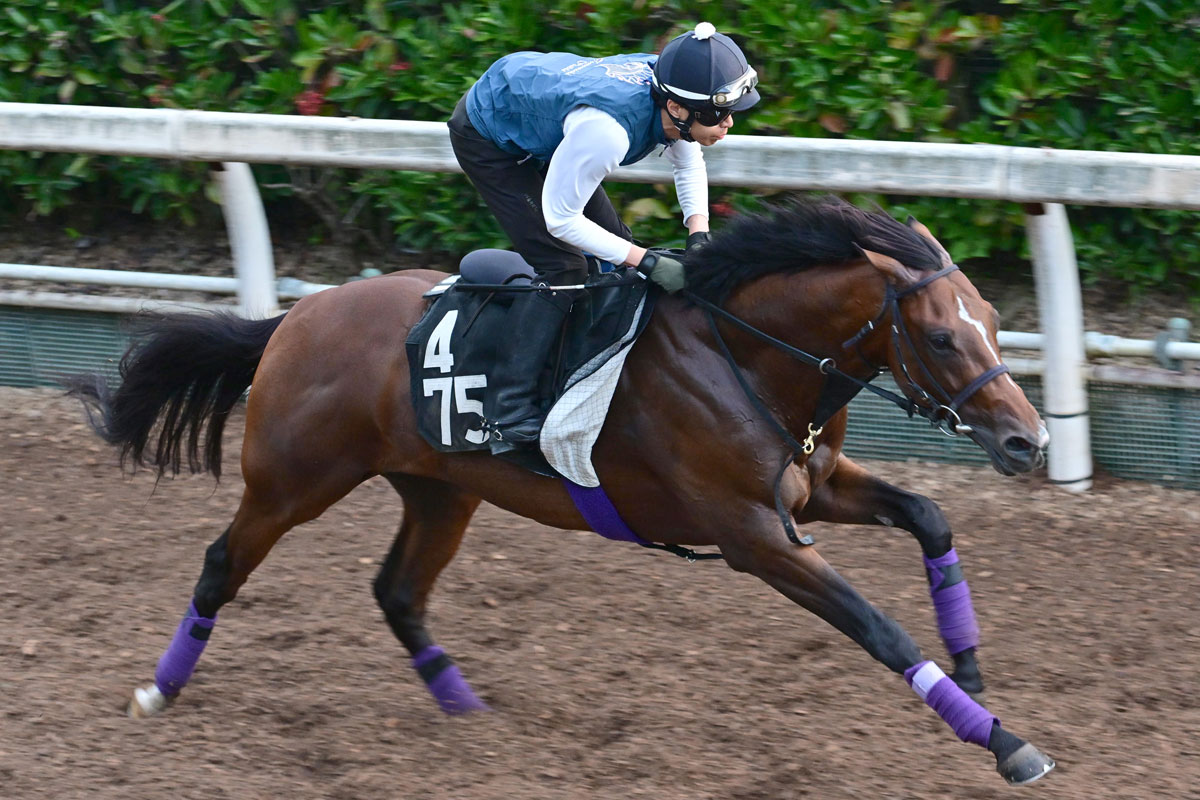 セント ライト 記念 追い 切り