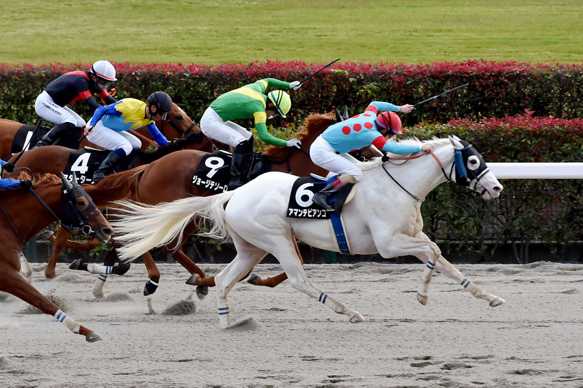 高知競馬・黒船賞】シャマルが〝復活〟を告げる圧巻の逃走V！川須