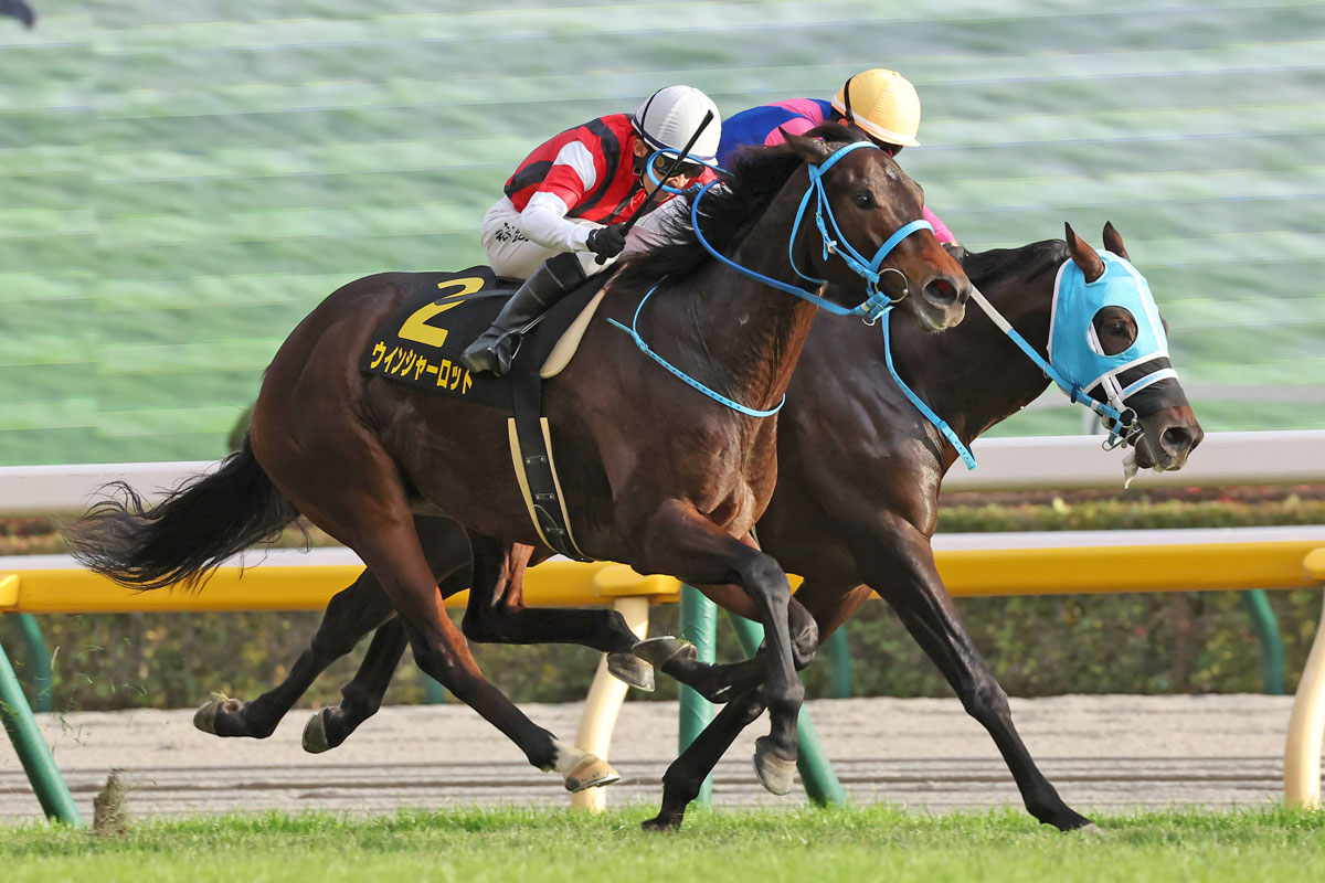 牝馬重賞路線で活躍のウインシャーロットが引退 生まれ故郷で
