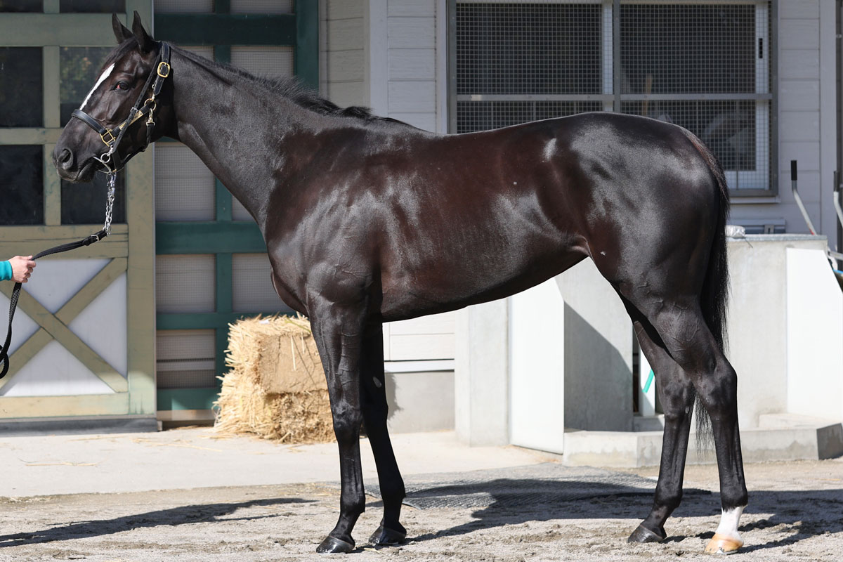 桜花賞・馬体診断】有力馬3頭をJRA元調教師が切る！アスコリ