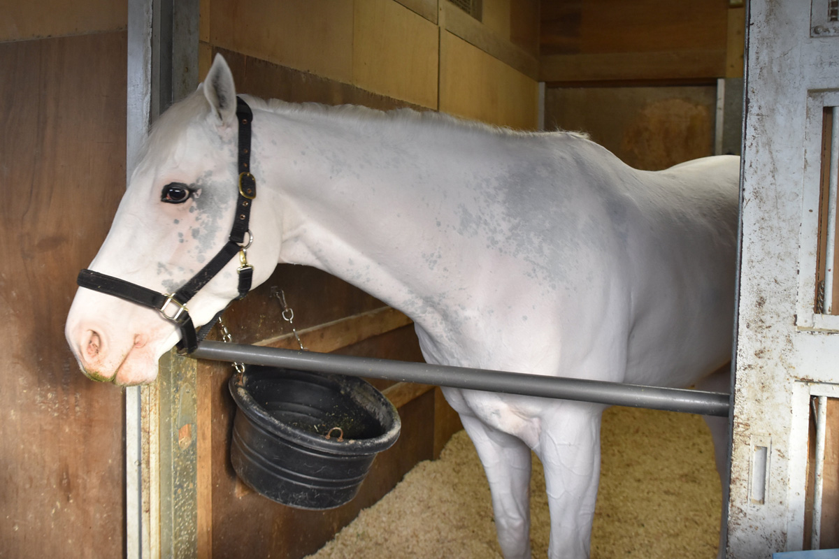 白毛馬アマンテビアンコが東京ダービーを回避 左前の骨瘤に痛み | 競馬 