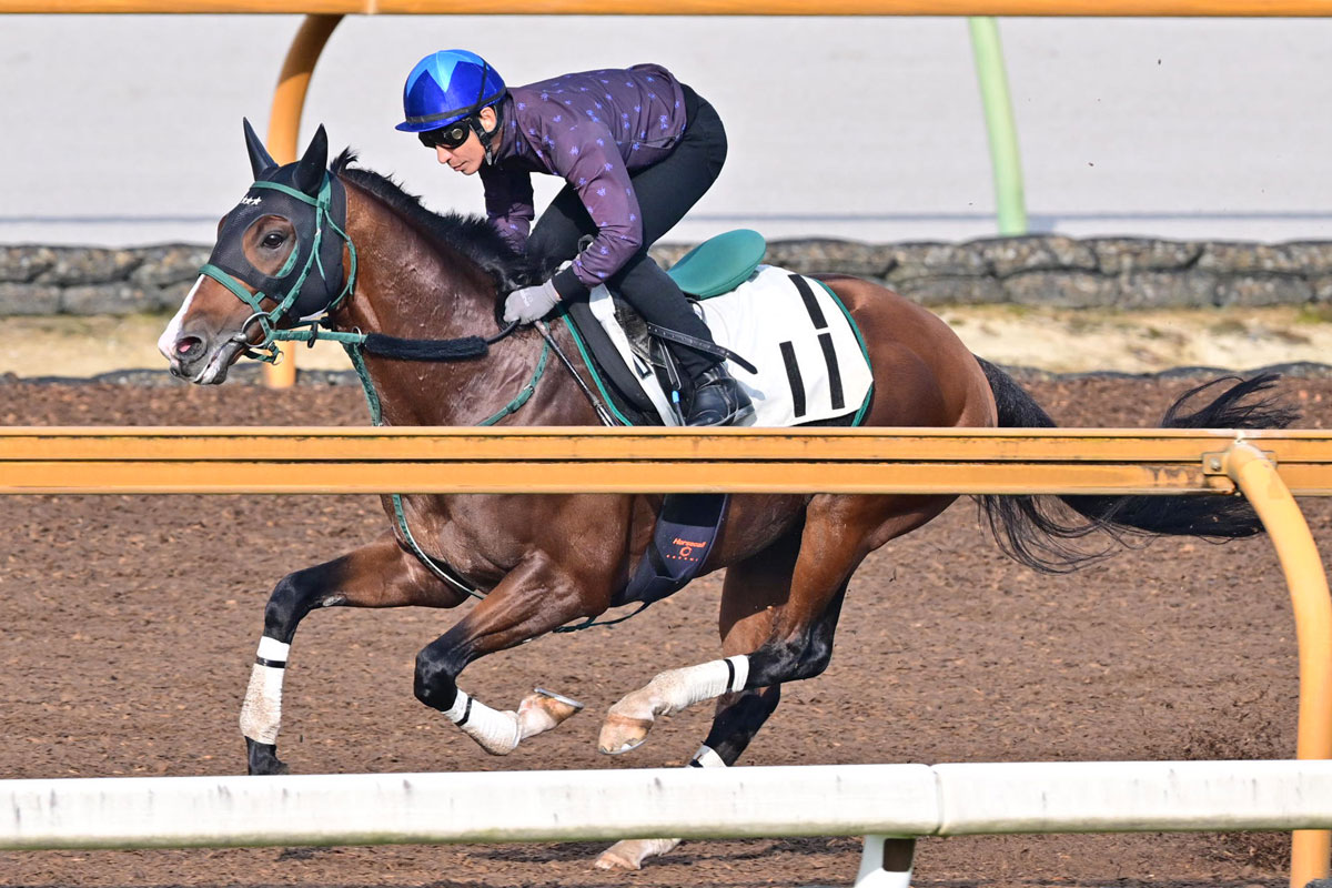 エプソムカップ・木曜追い切り】横山典も上々の手応え「繊細な馬