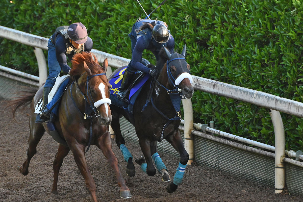 宝塚記念】ブローザホーンが実質的な最終追い 坂路で力強い脚取りに 
