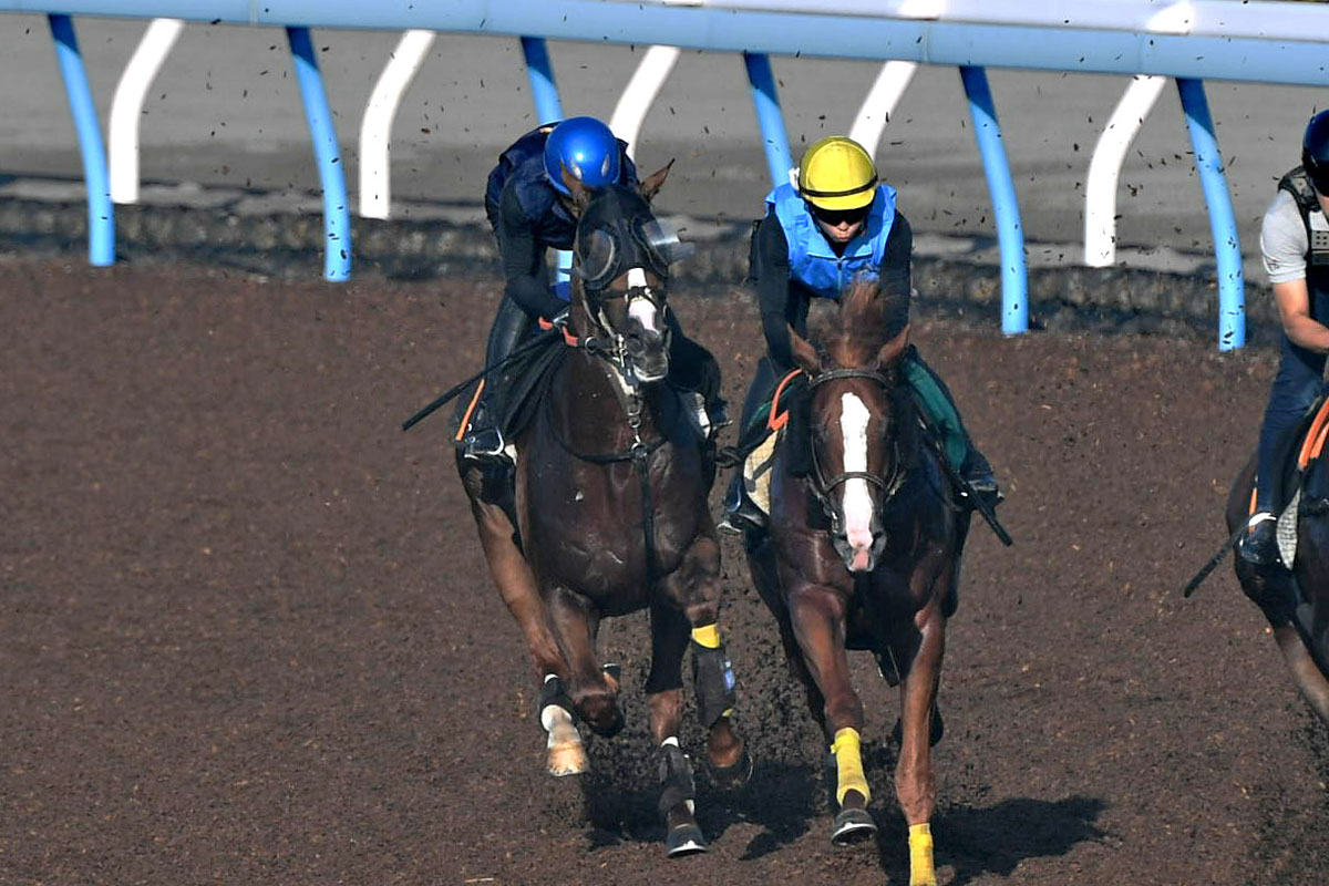セント ライト 記念 追い 切り