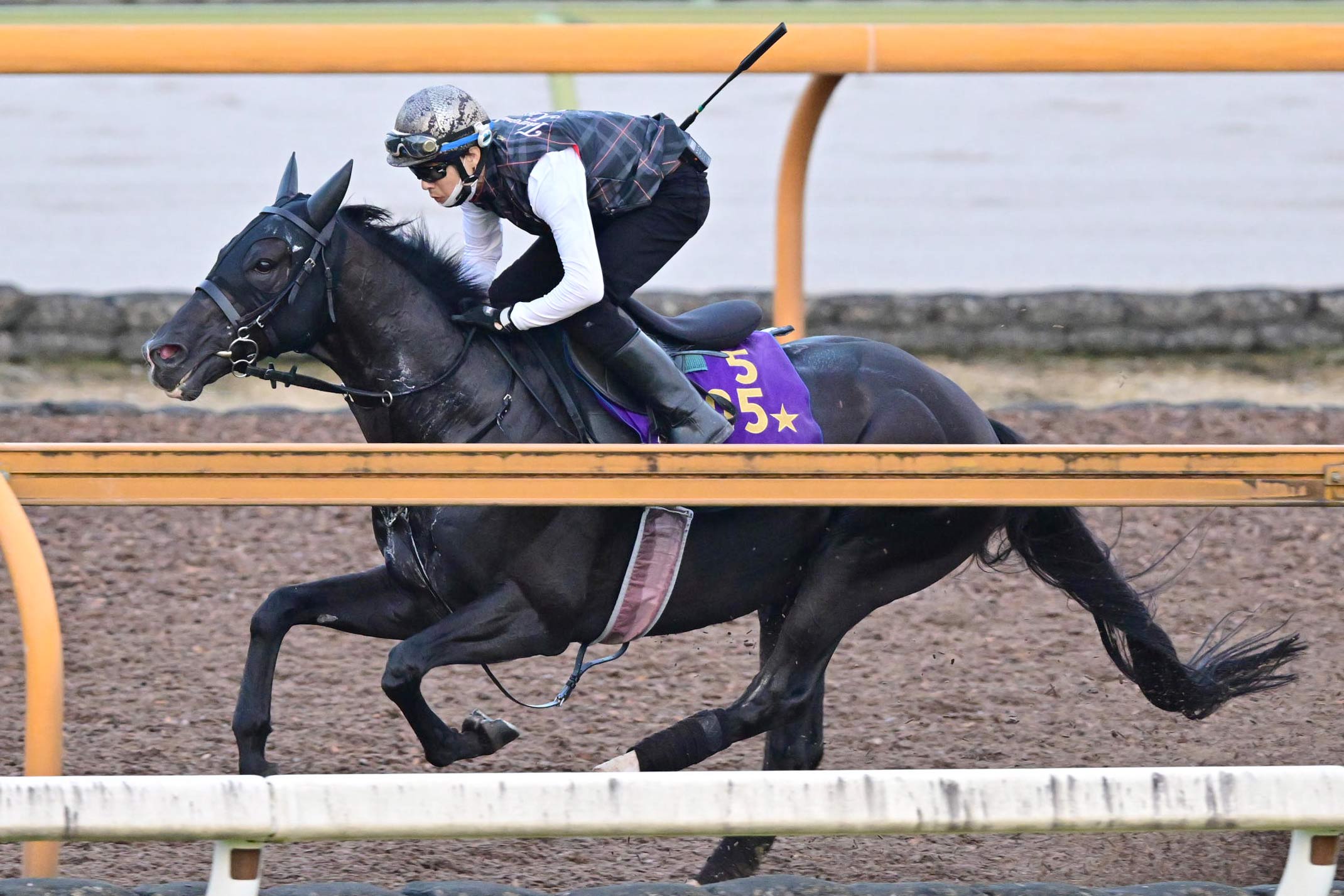 オールカマー 追い 切り