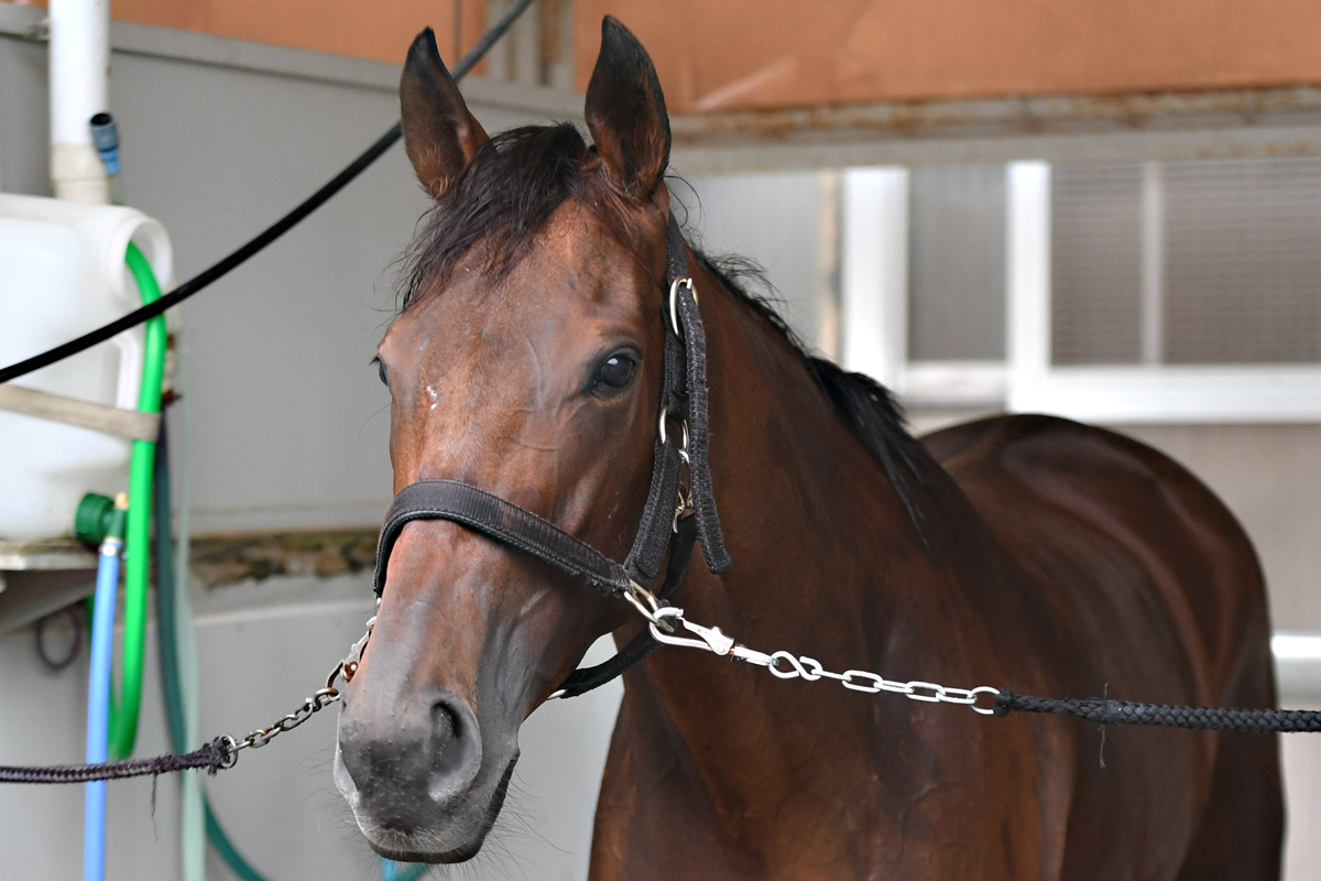 オールカマー】牝馬は近10年で5勝も…紅一点サリエラは12着 国枝師