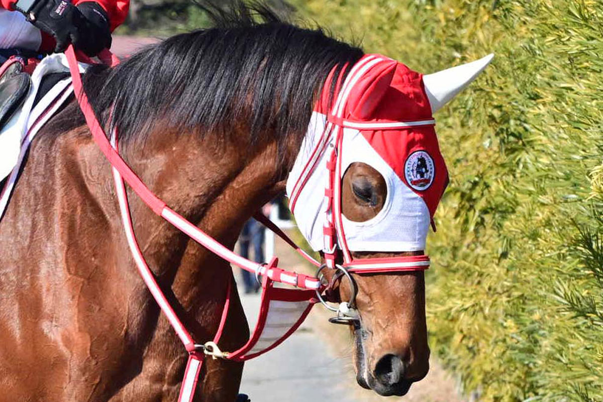 府中牝馬S】「また走りたいと思っていた」 ラヴェルが思い出の地