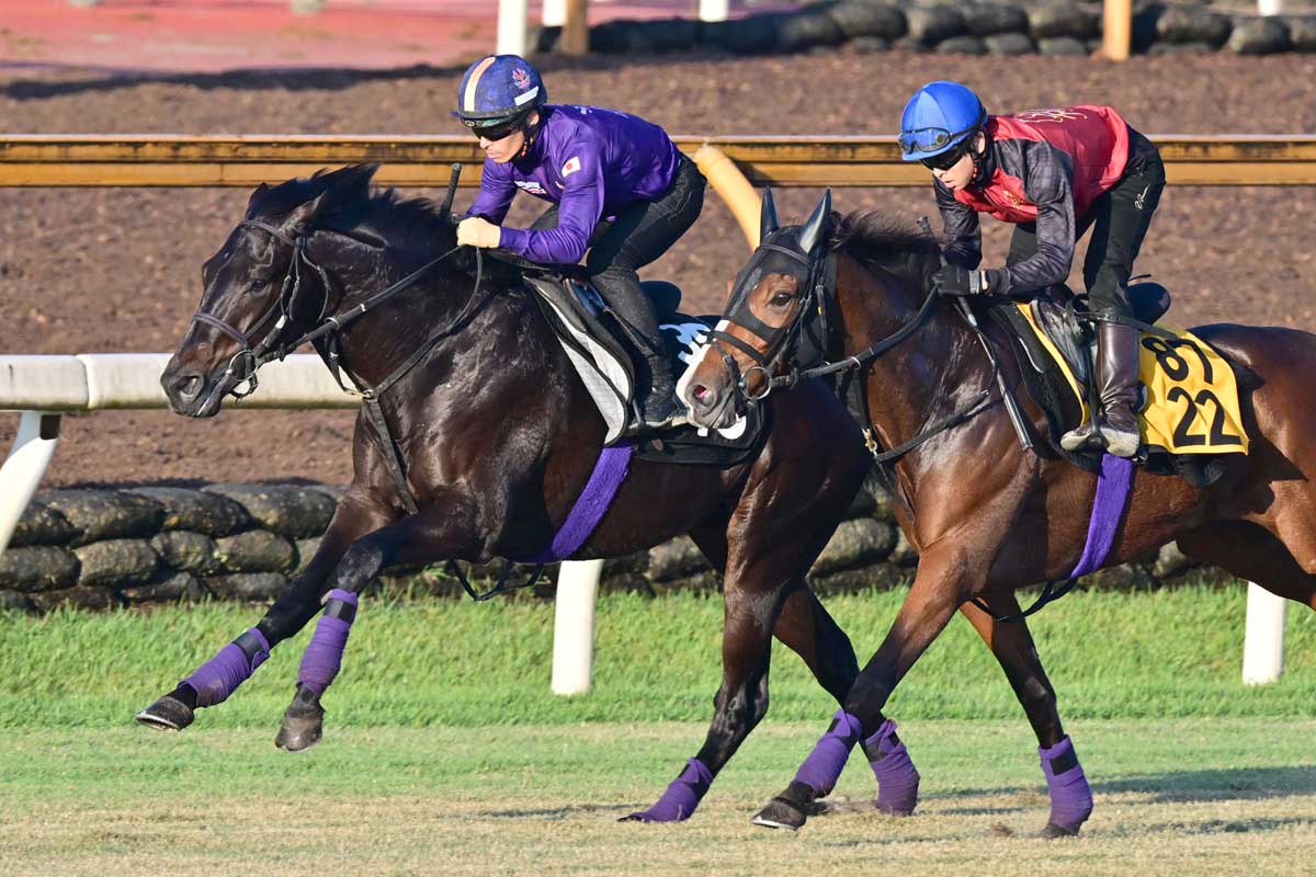 今週 の 新 馬 戦