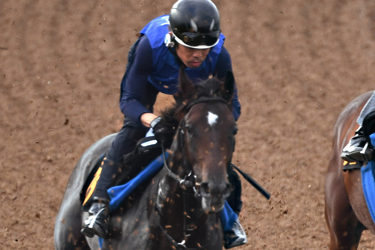 GⅠ5勝馬アパパネの子アマキヒが日曜東京5Rでデビュー 国枝栄調教 
