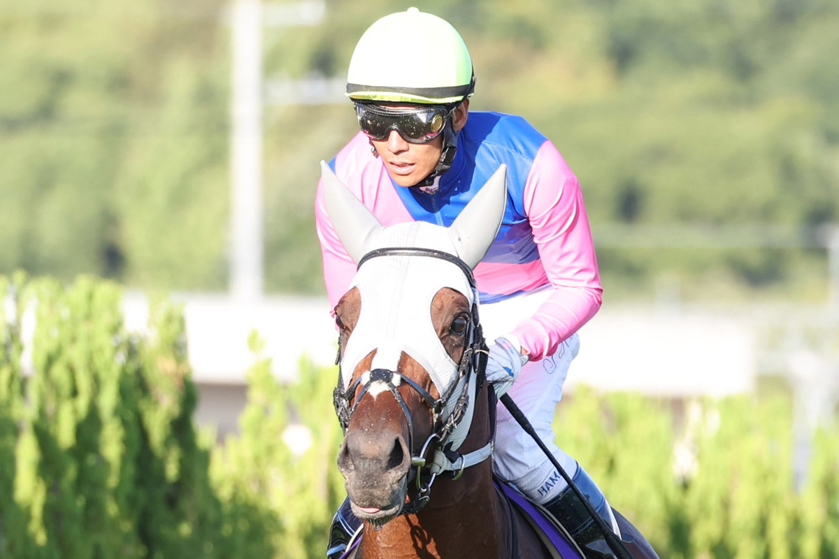 菊花賞16着のメイショウタバル、同4着ショウナンラプンタは有馬記念