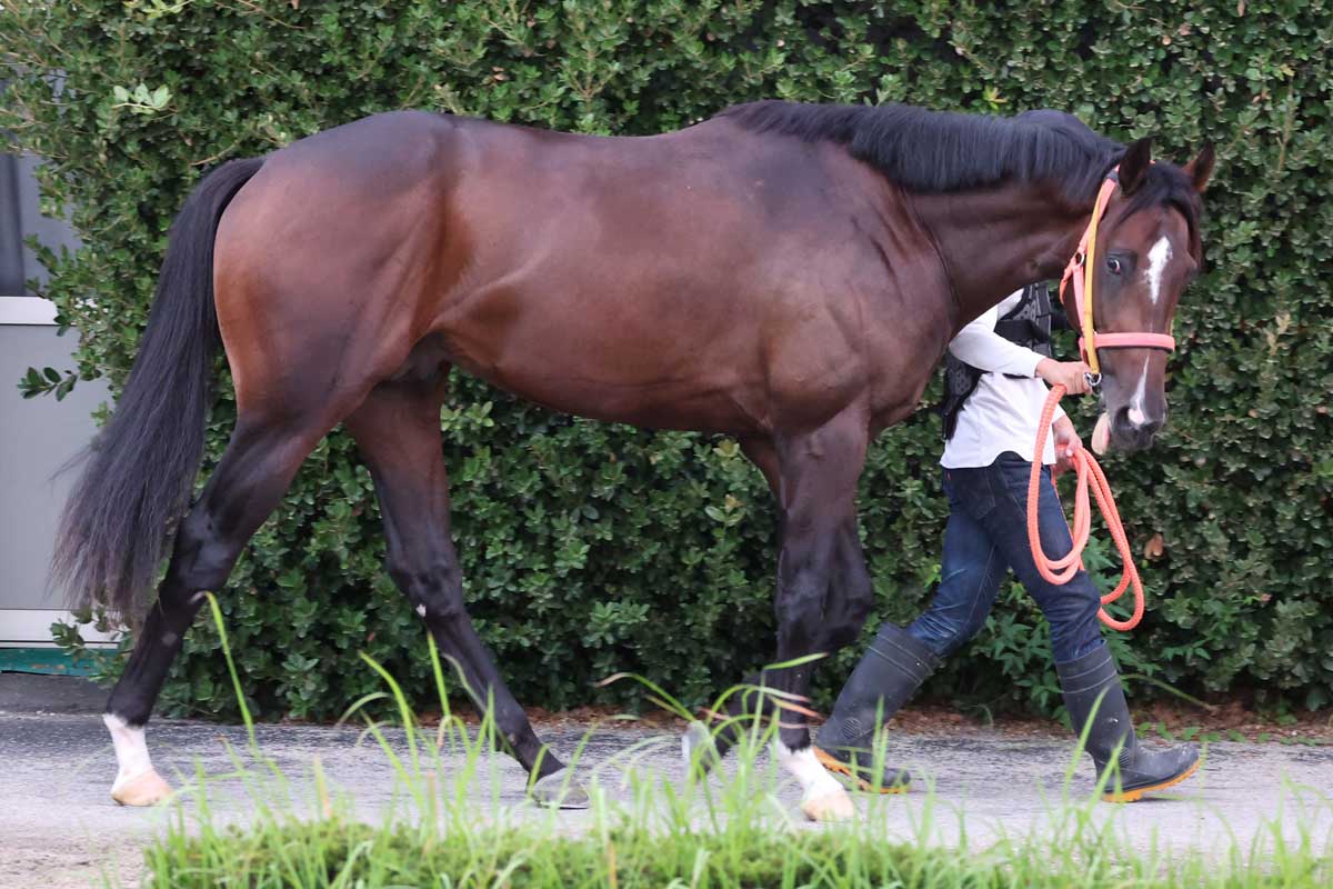 今週の注目新馬】坂路ラスト11秒台を連発！ハミルトン抜群の動き
