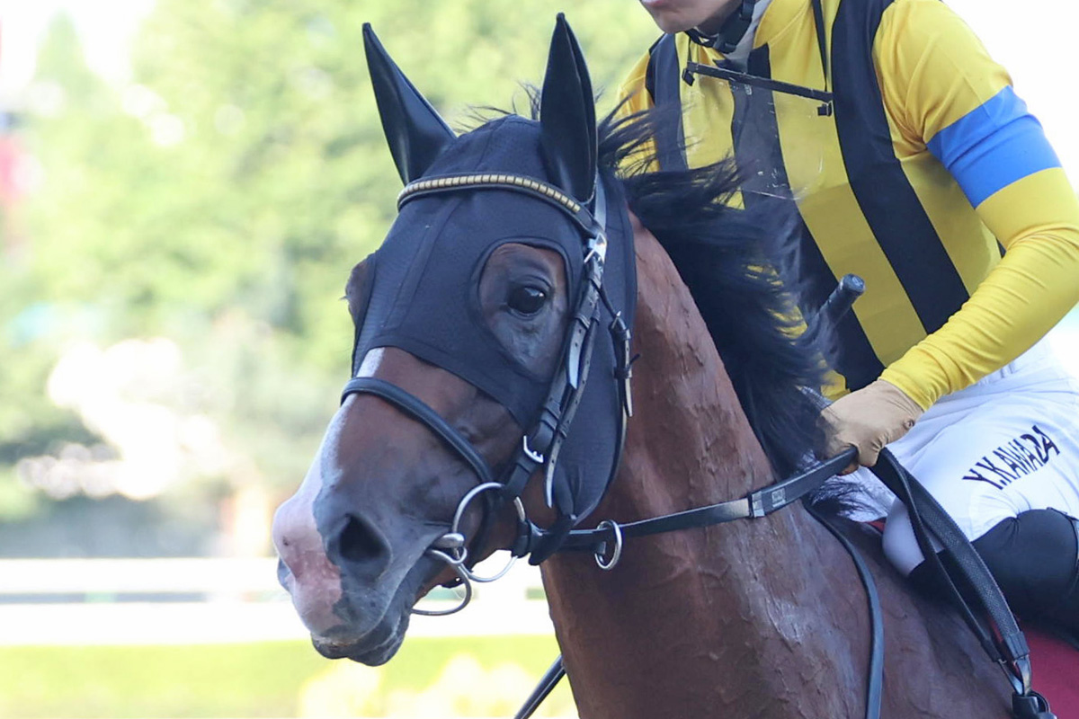 コックスプレート 2024 プログノーシス キャップ 社台 一口馬主 競馬 コックスプレート | 2024 Cox Plate | Prognosis, Via Sistina ・豪
