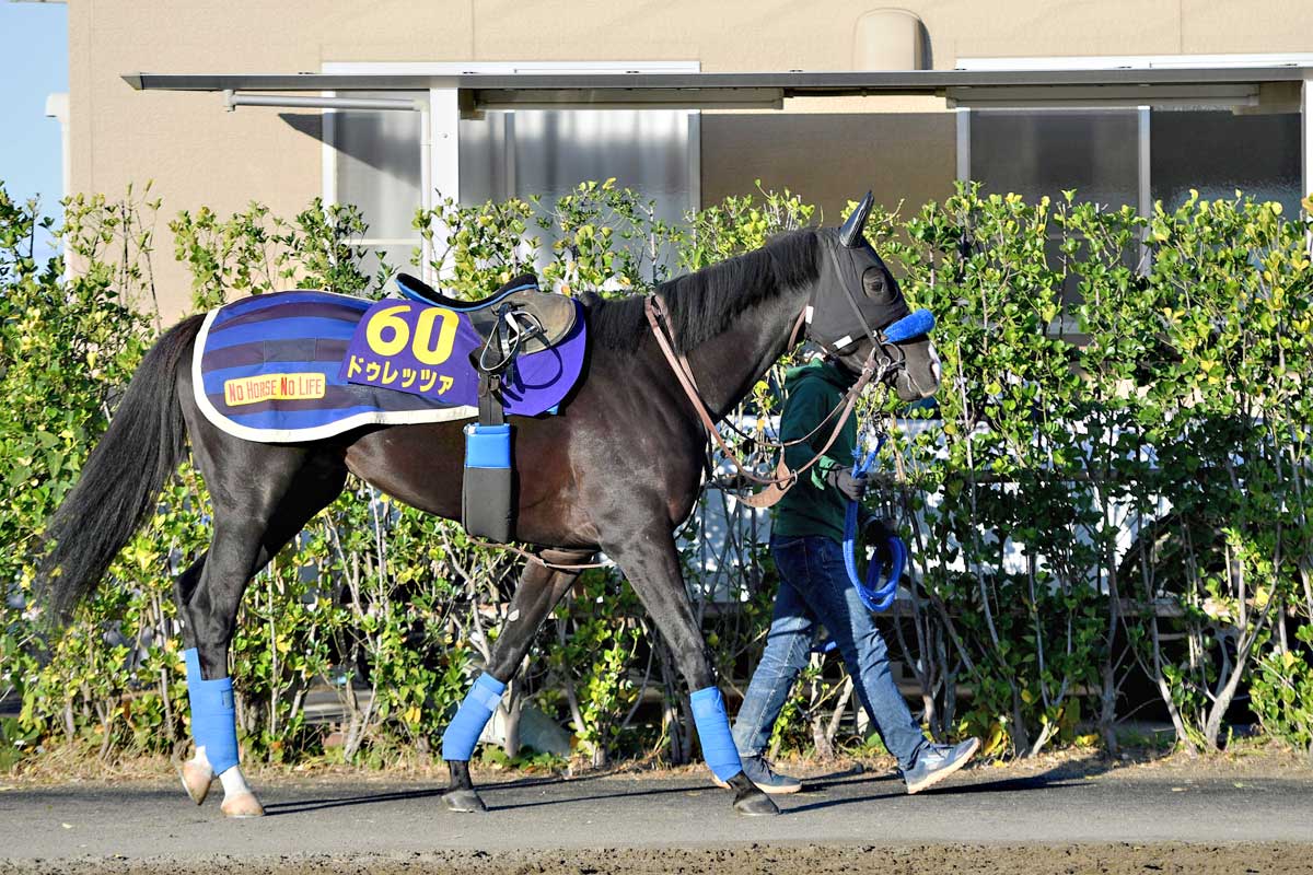 ジャパンC・枠順確定後の表情】同世代の勢いに乗りたいドゥレッツァは