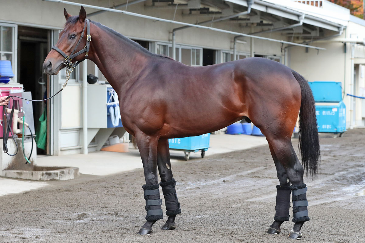 合う馬 チャンピオンズC・馬体診断】筋骨隆々の見栄えは芝の一流馬以上