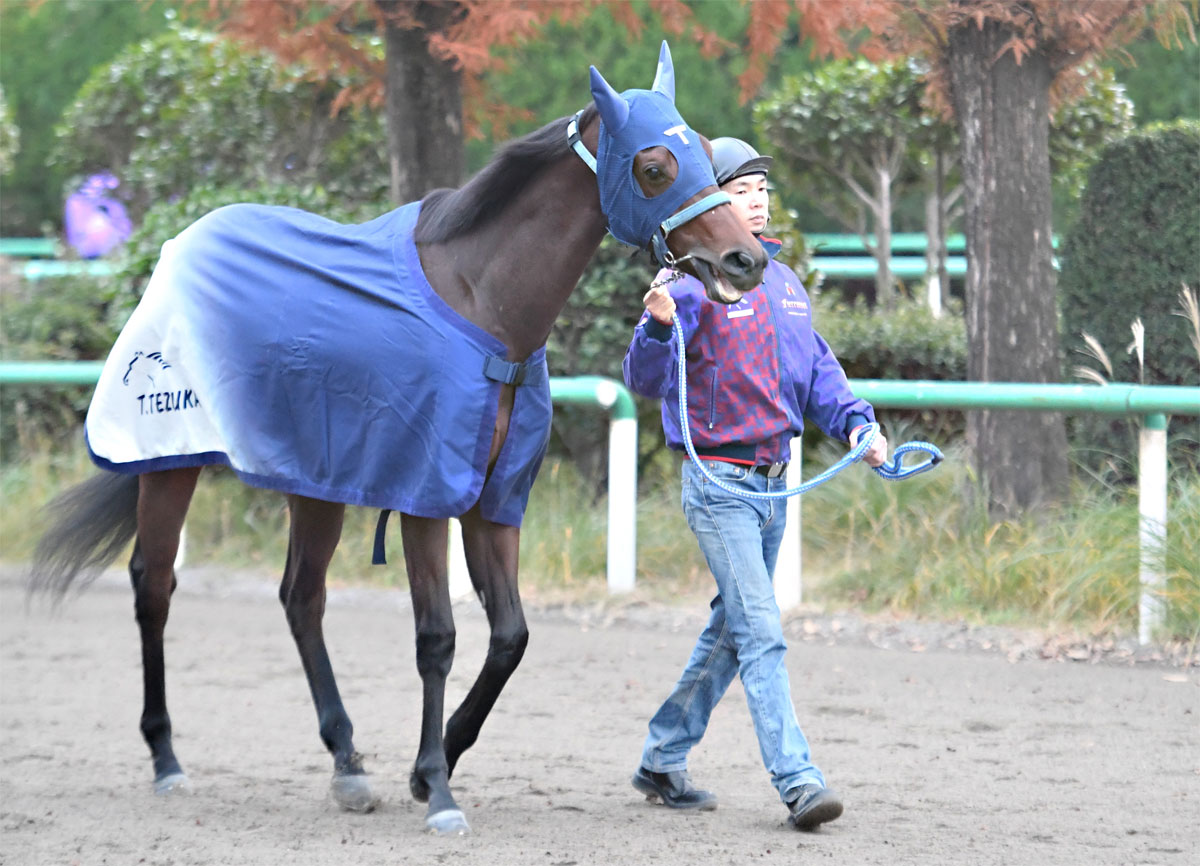 阪神JF枠順】ブラウンラチェットは5枠10番から無傷3連勝狙う
