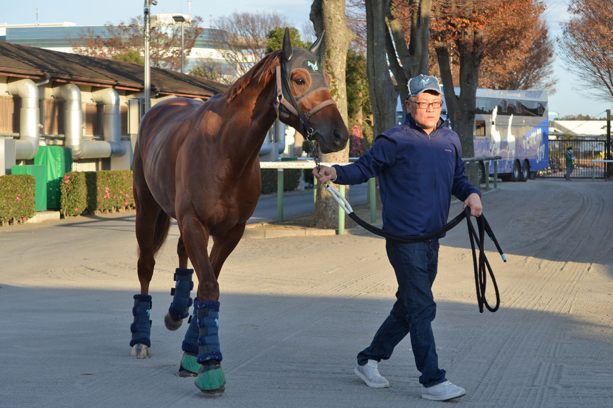 有馬記念・生情報】ダノンデサイルは輸送も問題なくクリア 担当厩務員
