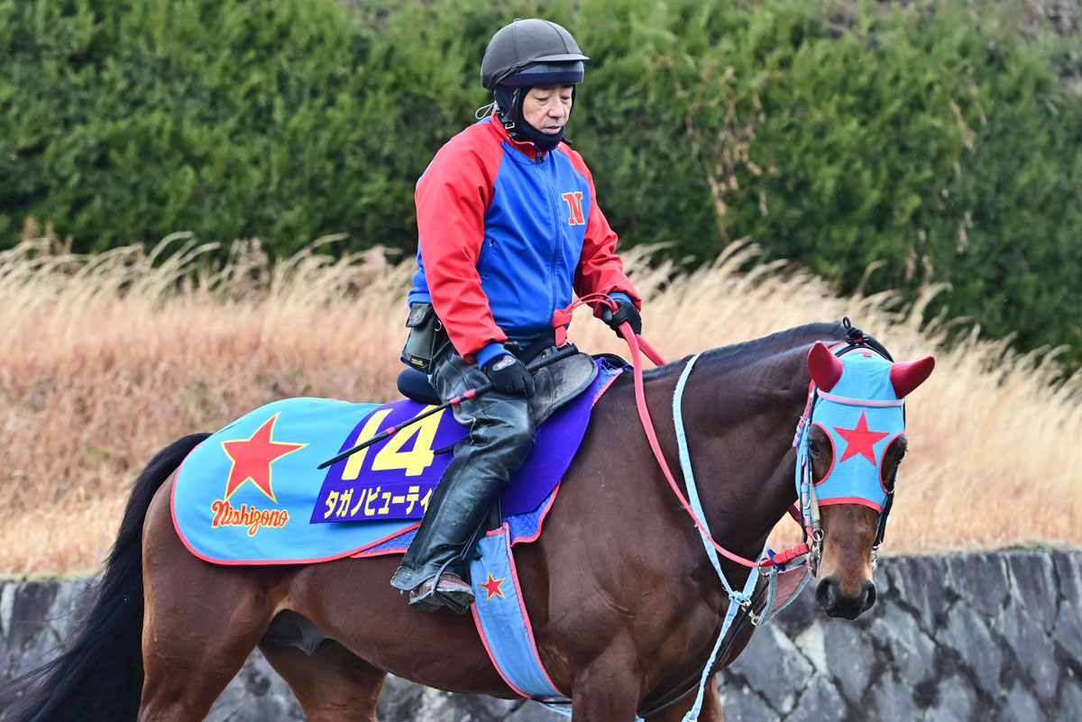 フェブラリーS・厩舎直送】ラストラン迎えるタガノビューティーに落馬